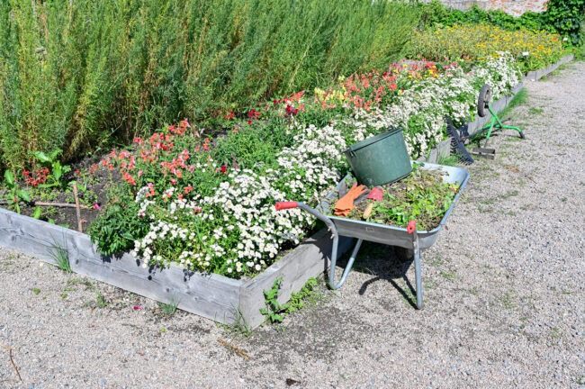 An image of a vibrant garden with raised beds full of colorful flowers, gardening tools, and a wheelbarrow filled with green waste.
