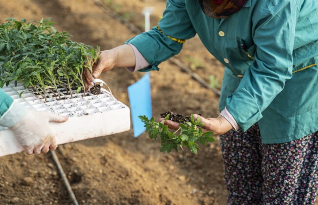Two people are transplanting young tomato plants from a seeding tray into the soil. They wear gloves and work in a garden setting.