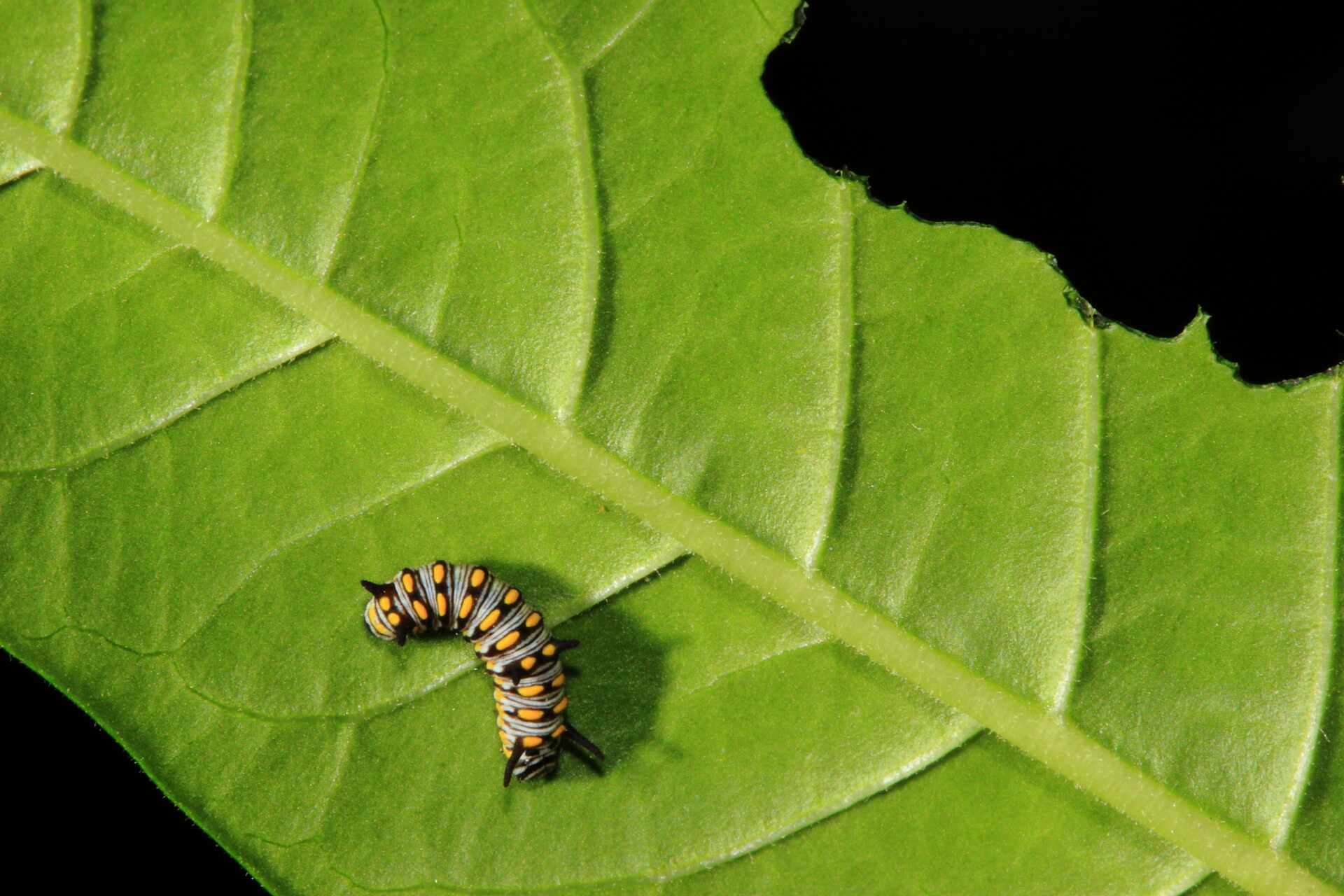 colorado pest control