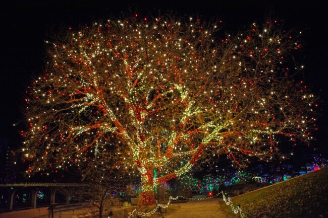 A large tree adorned with numerous colorful twinkling lights stands out in the night, surrounded by a festive display of outdoor holiday decorations.