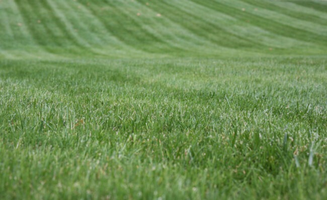 This image shows a close-up of lush, green grass with neatly mowed lines creating a pattern in the background, indicative of lawn maintenance.