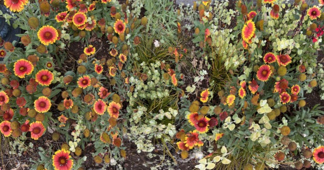 This image shows a flower bed with vibrant red and yellow gaillardia blossoms amid green foliage, conveying a lush, colorful garden scene.