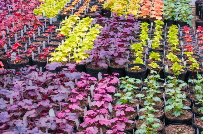 Rows of colorful potted plants with red, pink, yellow, and green leaves displayed in a nursery or garden center in natural light.