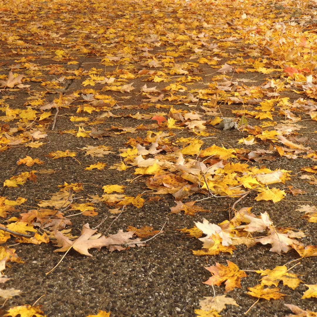 fall cleanup services