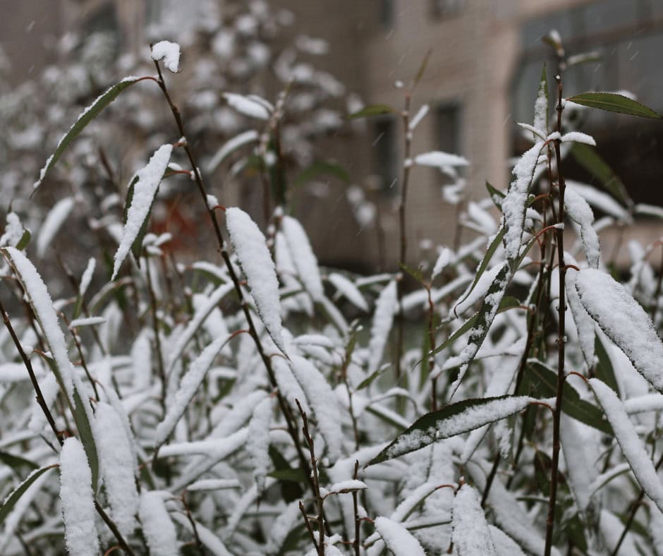 snow on plants