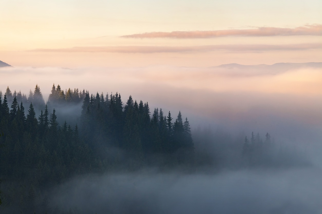 A serene landscape at dawn or dusk with a misty forest and layered hills fading into the distance under a soft gradient sky.