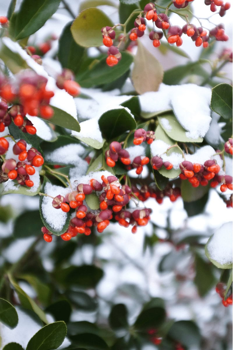 winter beauty