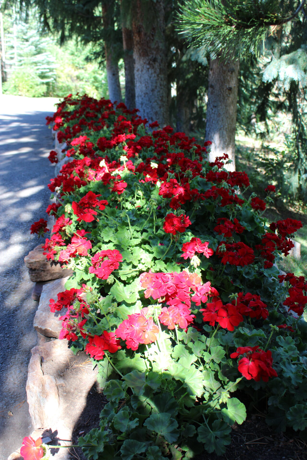 A vibrant flowerbed of red geraniums lines a shaded pathway, bordered by stones, under the canopy of pine trees in a serene park setting.