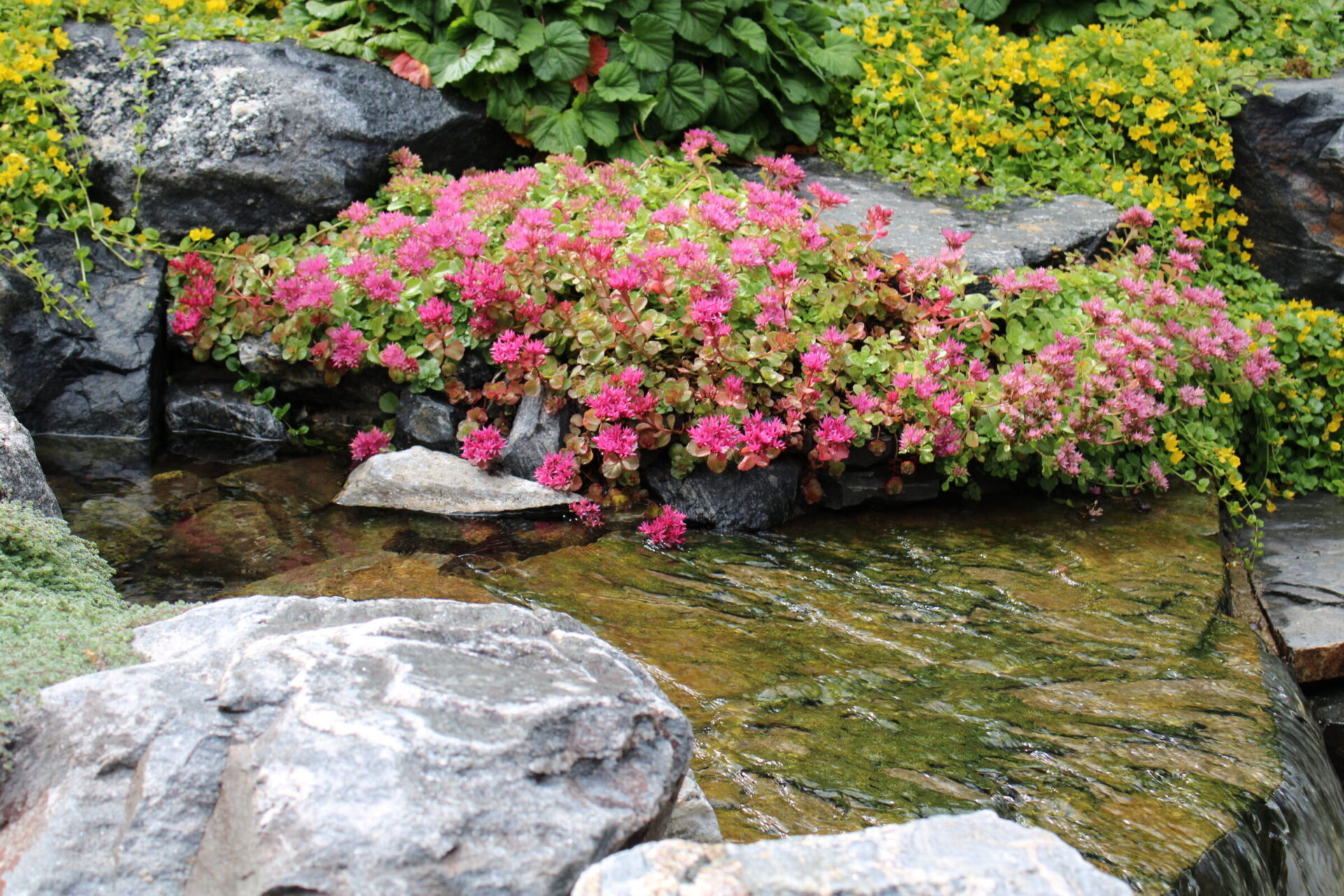 A natural scene with vibrant pink and yellow flowers growing among rocks above a clear, gently flowing stream with moss-covered stones visible beneath the water.