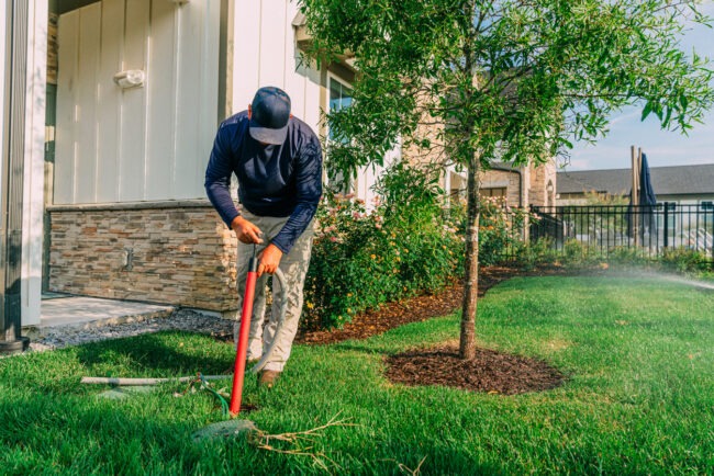 A person is working in a garden, digging with a shovel near a tree, with a sprinkler watering the lawn in the background.