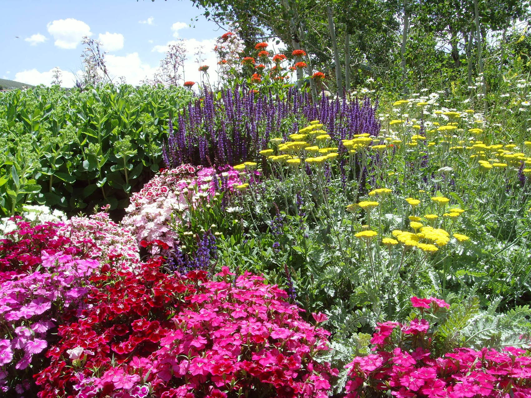 A vibrant garden full of various flowers including red, pink, purple, and yellow blooms, with fresh green foliage under a clear blue sky.
