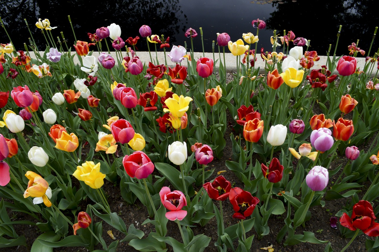 A vibrant garden of assorted tulips in full bloom, displaying a variety of colors, with a calm water body in the background.