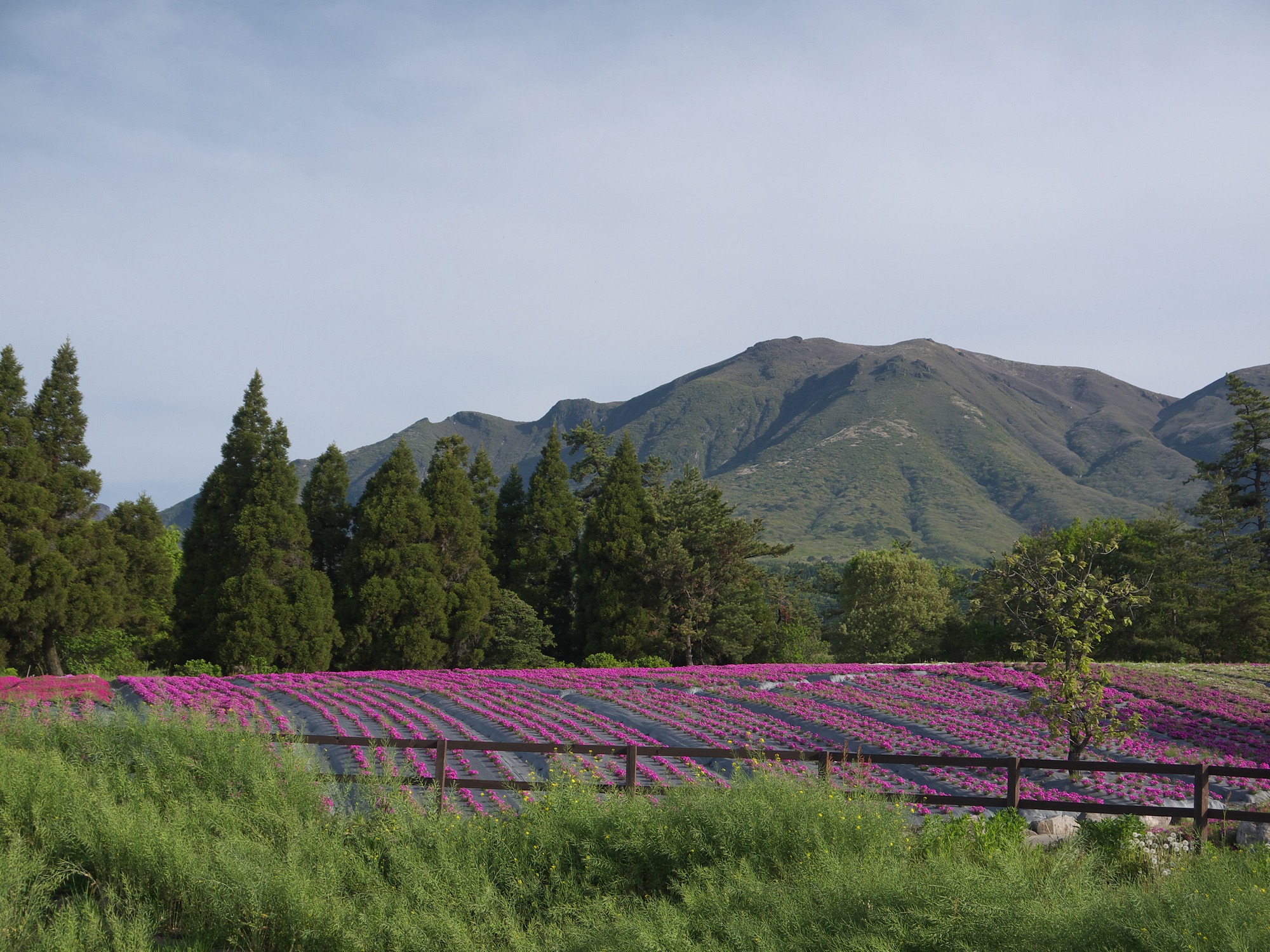 A scenic landscape with lush mountains, a field of pink flowers under a trellis, trees, and clear blue skies on a sunny day.