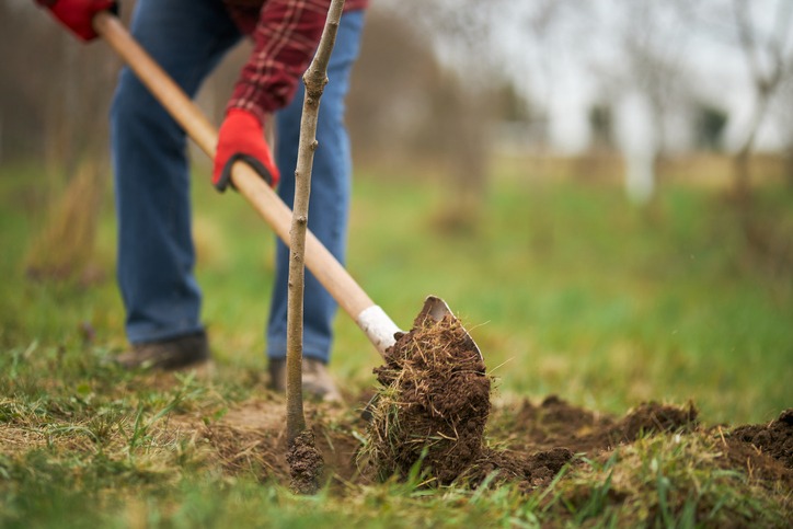 Close up of gardener planting tree, digging with spade. Male peasant wearing blue jeans and plaid shirt taking care of plants in orchard in spring, Concept of plants growing.